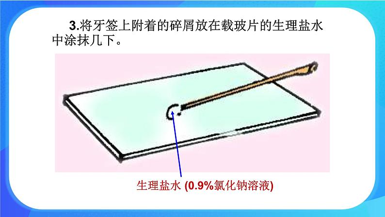 3.1.2 细胞的基本结构和功能 课件+练习+素材 北师大版七年级生物上册06