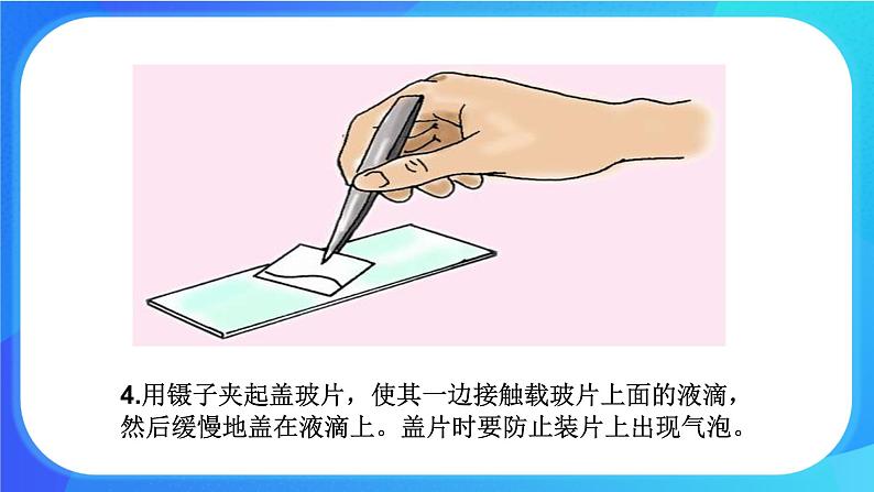 3.1.2 细胞的基本结构和功能 课件+练习+素材 北师大版七年级生物上册07