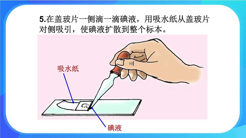 3.1.2 细胞的基本结构和功能 课件+练习+素材 北师大版七年级生物上册08