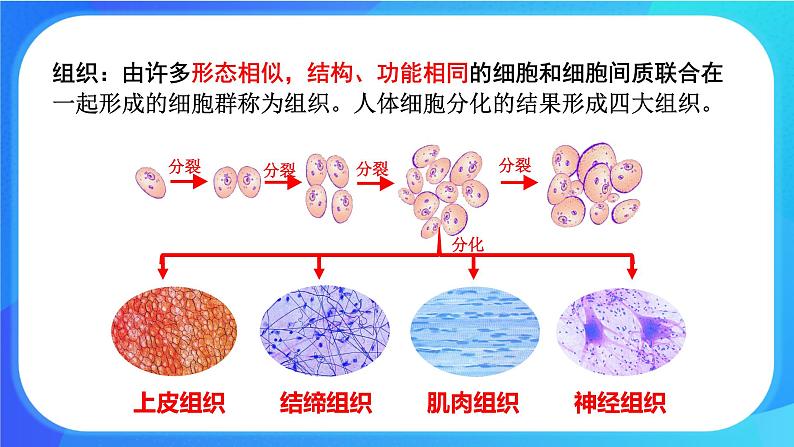 4.1 细胞分化形成组织 课件+练习+素材 北师大版七年级生物上册06