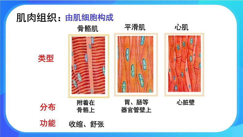 4.1 细胞分化形成组织 课件+练习+素材 北师大版七年级生物上册08