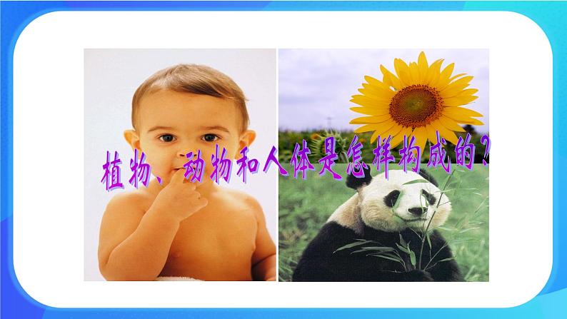 4.2 生物体的器官、系统 课件+练习+素材 北师大版七年级生物上册02