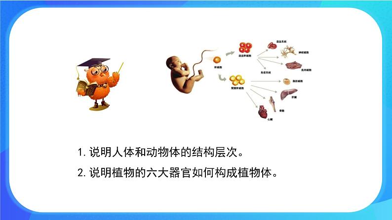 4.2 生物体的器官、系统 课件+练习+素材 北师大版七年级生物上册03