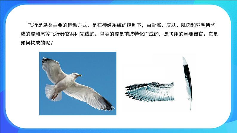 4.2 生物体的器官、系统 课件+练习+素材 北师大版七年级生物上册04