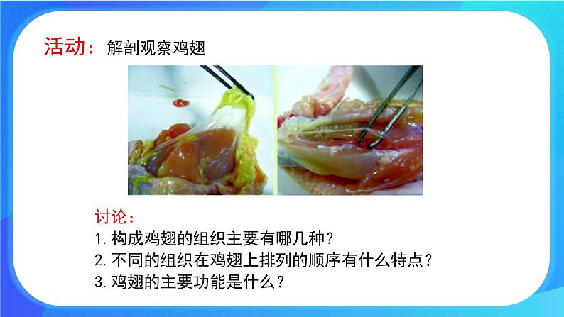 4.2 生物体的器官、系统 课件+练习+素材 北师大版七年级生物上册05