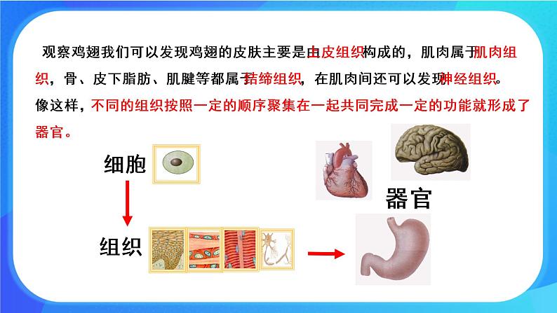 4.2 生物体的器官、系统 课件+练习+素材 北师大版七年级生物上册08