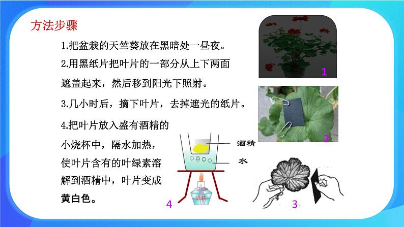 5.1.2 光合作用 课件+练习+素材 北师大版七年级生物上册06