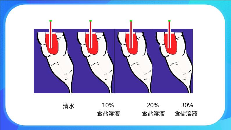 5.3 吸收作用 课件+练习+素材 北师大版七年级生物上册07