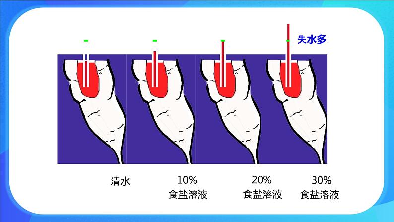 5.3 吸收作用 课件+练习+素材 北师大版七年级生物上册08