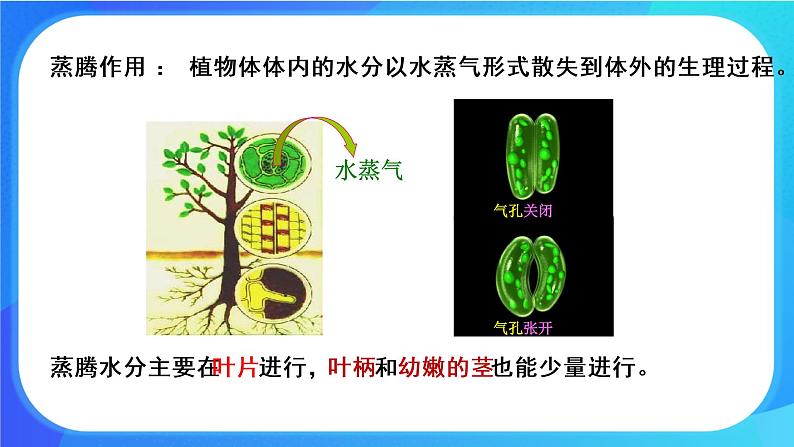 5.4 蒸腾作用 课件+练习+素材 北师大版七年级生物上册06