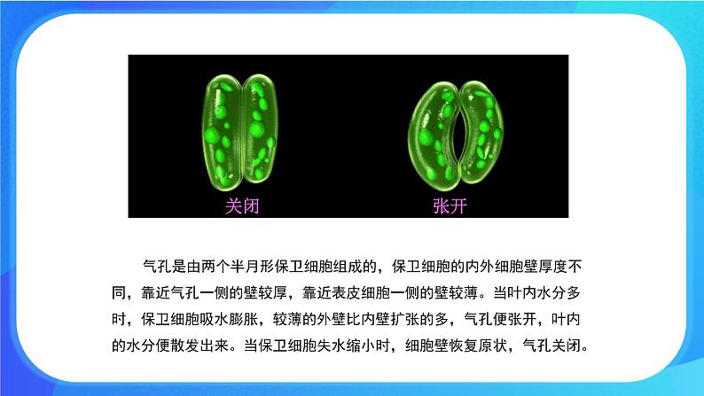 5.4 蒸腾作用 课件+练习+素材 北师大版七年级生物上册07