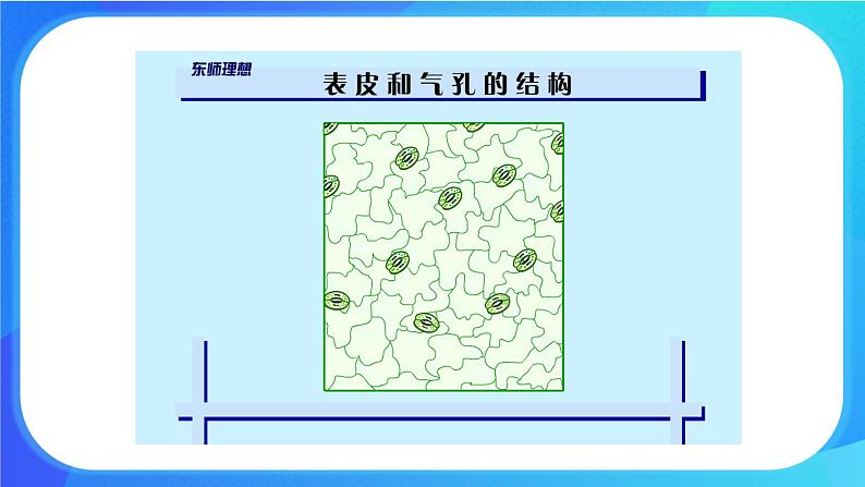 5.4 蒸腾作用 课件+练习+素材 北师大版七年级生物上册08