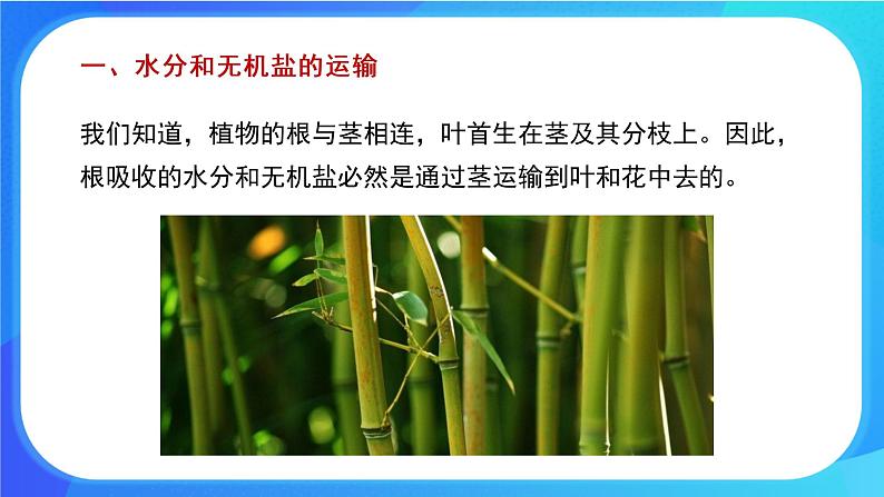 5.5 运输作用 课件 北师大版七年级生物上册第4页