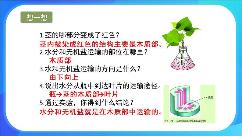 5.5 运输作用 课件 北师大版七年级生物上册第8页