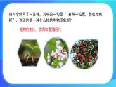 6.1 种子萌发形成幼苗 课件+练习+素材 北师大版七年级生物上册