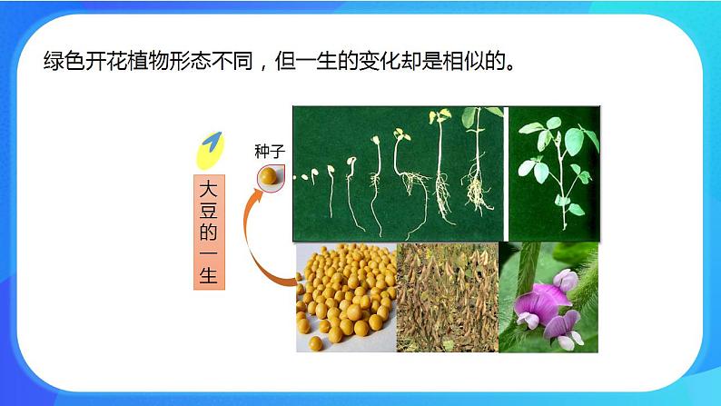 6.1 种子萌发形成幼苗 课件+练习+素材 北师大版七年级生物上册04