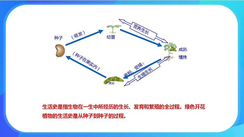 6.1 种子萌发形成幼苗 课件+练习+素材 北师大版七年级生物上册05