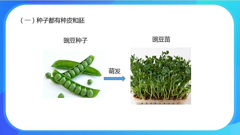 6.1 种子萌发形成幼苗 课件+练习+素材 北师大版七年级生物上册07