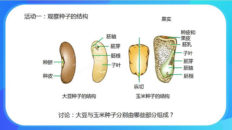 6.1 种子萌发形成幼苗 课件+练习+素材 北师大版七年级生物上册08