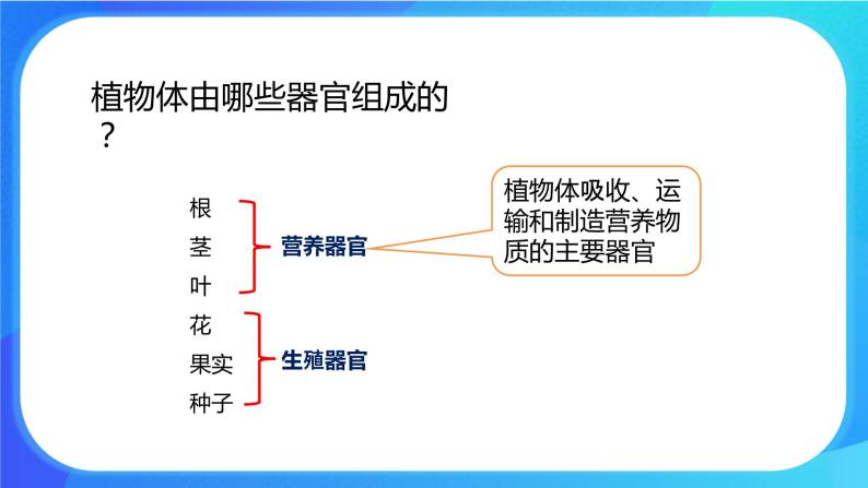 6.2 营养器官的生长 课件+练习+素材 北师大版七年级生物上册03