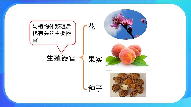 6.3 生殖器官的生长 课件+练习+素材 北师大版七年级生物上册05