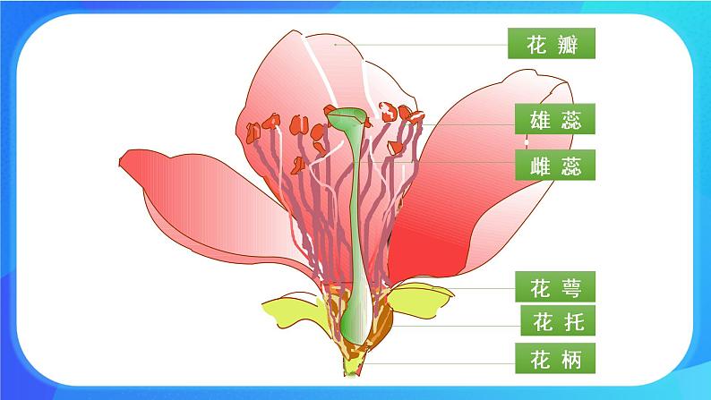 6.3 生殖器官的生长 课件+练习+素材 北师大版七年级生物上册08