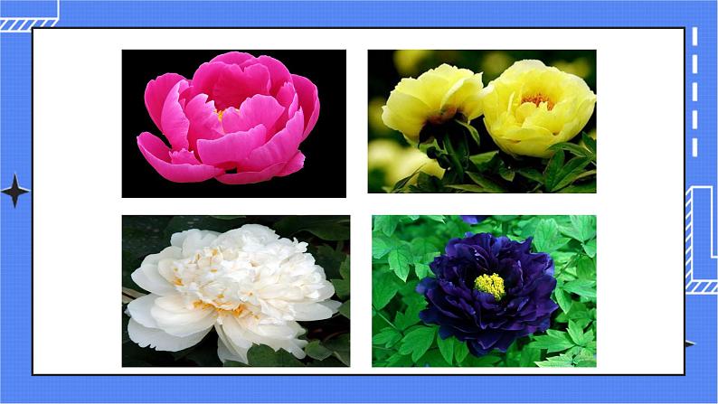 济南版生物八上1.1花的结构和类型  课件+教案+练习03