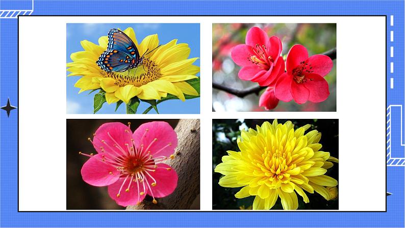 济南版生物八上1.1花的结构和类型  课件+教案+练习07