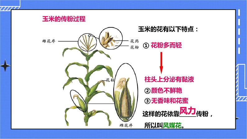 济南版生物八上1.2 传粉与受精   课件+教案+练习06