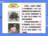 济南版生物八上1.4种子的萌发   课件+教案+练习