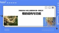 初中生物济南版八年级上册第五节 根的结构与功能一等奖课件ppt