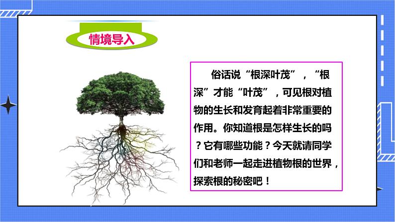 济南版生物八上1.5根的结构与功能   课件+教案+练习02