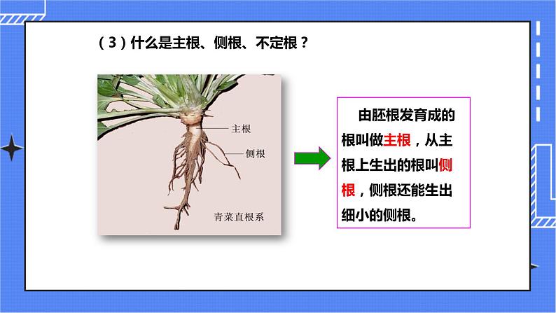 济南版生物八上1.5根的结构与功能   课件+教案+练习04