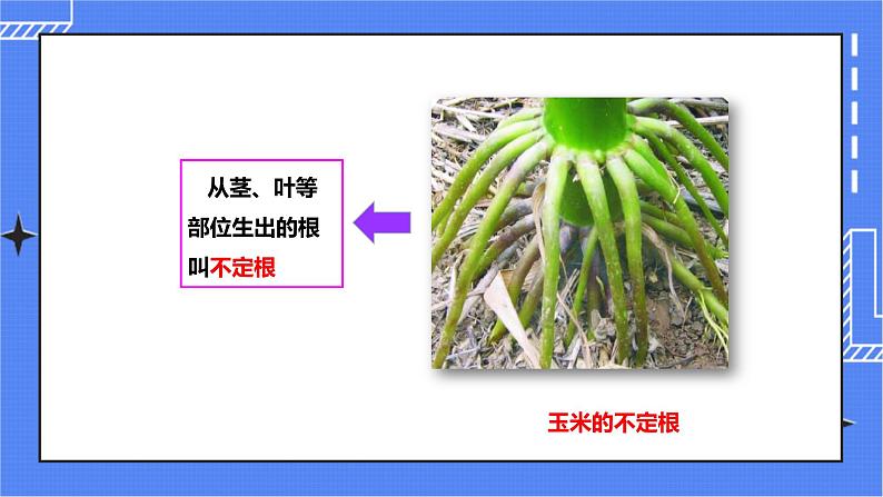 济南版生物八上1.5根的结构与功能   课件+教案+练习05