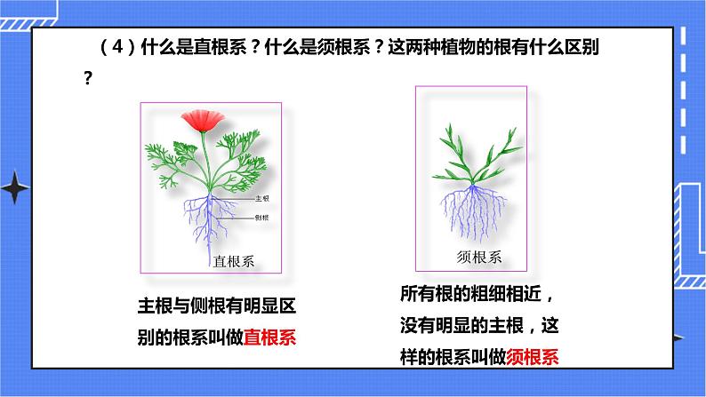 济南版生物八上1.5根的结构与功能   课件+教案+练习06