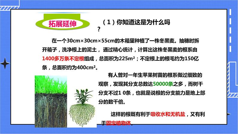 济南版生物八上1.5根的结构与功能   课件+教案+练习08