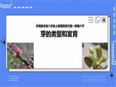 济南版生物八上1.6《芽的类型和发育》  课件+教案+练习