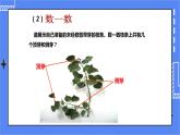 济南版生物八上1.6《芽的类型和发育》  课件+教案+练习