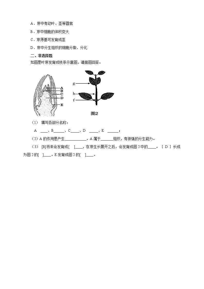 济南版生物八上1.6《芽的类型和发育》  课件+教案+练习02