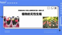 八年级上册第四单元 物种的延续第一章 绿色开花植物的一生第七节 植物的营养繁殖完美版ppt课件