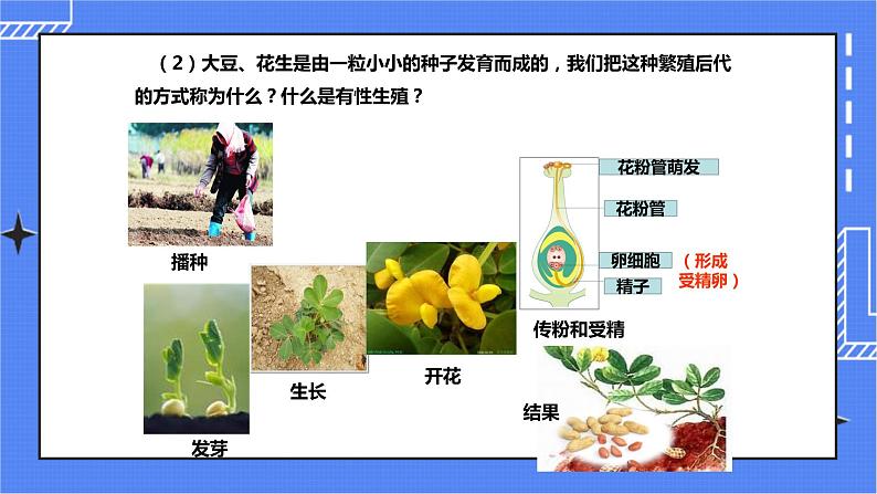 济南版生物八上1.7《植物的无性生殖》  课件+教案+练习04