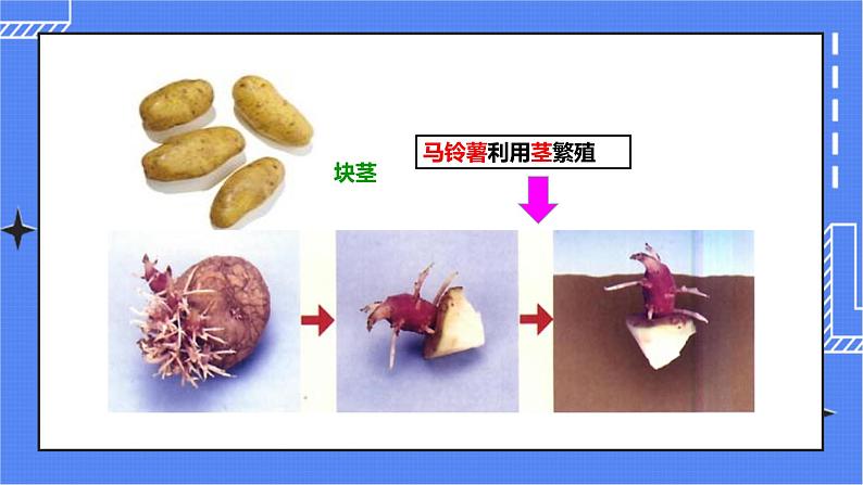 济南版生物八上1.7《植物的无性生殖》  课件+教案+练习07
