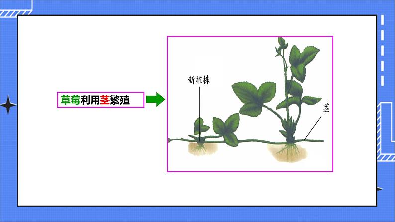 济南版生物八上1.7《植物的无性生殖》  课件+教案+练习08