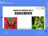 济南版生物八上2.1昆虫的生殖和发育   课件+教案+练习