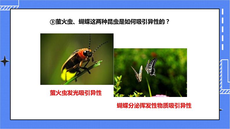 济南版生物八上2.1昆虫的生殖和发育   课件+教案+练习05