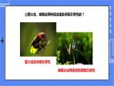 济南版生物八上2.1昆虫的生殖和发育   课件+教案+练习