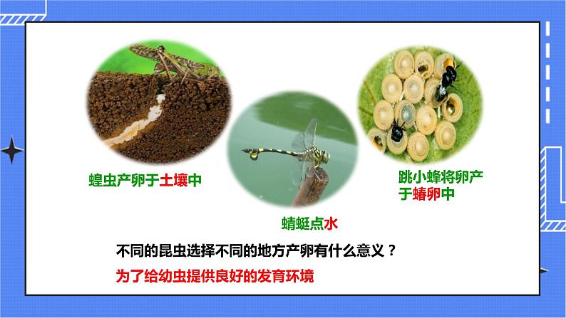 济南版生物八上2.1昆虫的生殖和发育   课件+教案+练习08