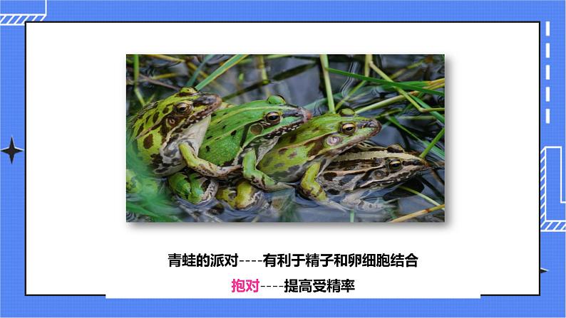 济南版生物八上2.2两栖动物的生殖和发育  课件+教案+练习05