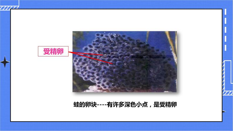 济南版生物八上2.2两栖动物的生殖和发育  课件+教案+练习06