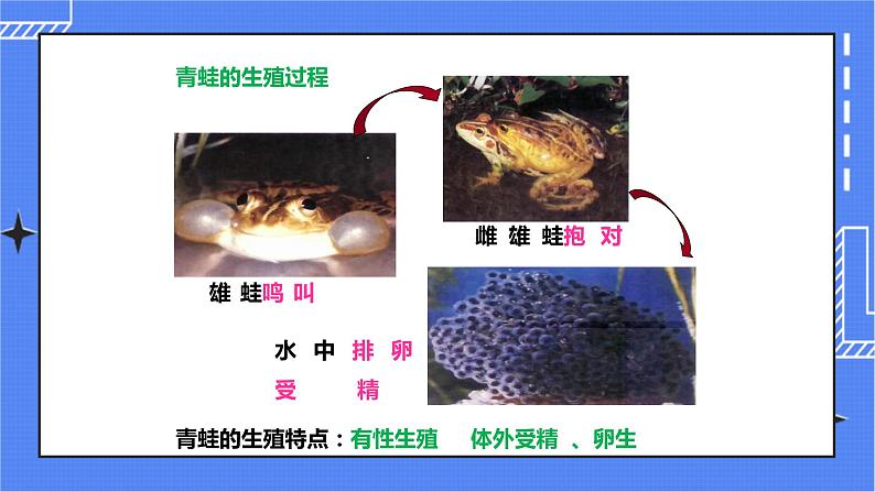 济南版生物八上2.2两栖动物的生殖和发育  课件+教案+练习07